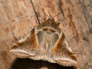 1209202757_MG_2488.jpg