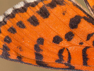 1210195425_MG_8635.jpg