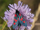  - Zygaena angelicae