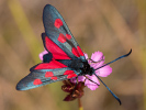  - Zygaena angelicae