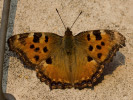 1304194144IMG_2377.jpg