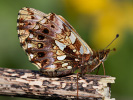 1405163000_MG_4054.jpg