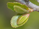 Pflaumen-Zipfelfalter - Satyrium pruni