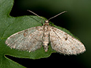 Píďalička jedlová - Eupithecia indigata