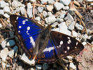 Grosser Schillerfalter - Apatura iris