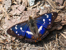 Grosser Schillerfalter - Apatura iris