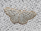 Žlutokřídlec bledý - Idaea subsericeata