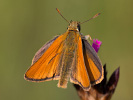 Braunkolbiger Braun-Dickkopffalter - Thymelicus sylvestris
