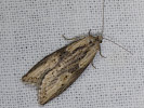 Obaleč - Doloploca punctulana