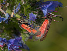  - Zygaena punctum