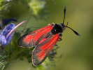  - Zygaena punctum