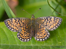Randring-Perlmutterfalter - Proclossiana eunomia