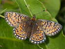 Randring-Perlmutterfalter - Proclossiana eunomia