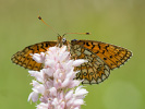 Randring-Perlmutterfalter - Proclossiana eunomia