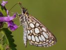 Spiegelfleck-Dickkopffalter - Heteropterus morpheus 