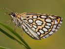 Spiegelfleck-Dickkopffalter - Heteropterus morpheus 