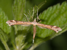 Pernatuška horská - Platyptilia calodactyla