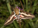170991950_MG_3075.jpg