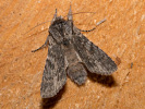 1904121412_MG_8649.jpg