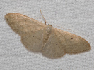 Žlutokřídlec hedvábitý - Idaea straminata