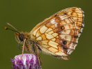 1911204018_MG_3641.jpg