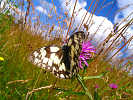 2007-07-07-09-46-36-img_2575.jpg