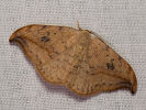 2008193423_MG_0555.jpg