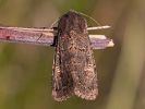 2009190544_MG_4382.jpg