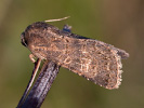 2009190544_MG_4397.jpg