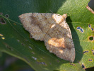 2009190544_MG_4429.jpg