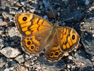 2009190544_MG_4439.jpg