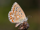 2009190544_MG_4531.jpg