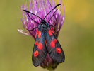  - Zygaena trifolii