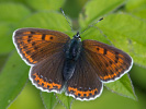 Lilagold-Feuerfalter - Lycaena hippothoe