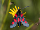  - Zygaena trifolii