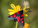  - Zygaena trifolii