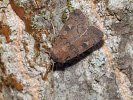 2011102351_MG_3246.jpg