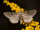 2011102351_MG_3254.jpg