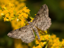 2011102351_MG_3258.jpg