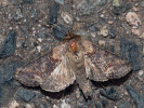 2011102351_MG_3276.jpg