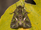 2011102351_MG_3354.jpg