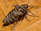 201180604_MG_6902.jpg