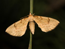 Píďalka mařinková - Eulithis pyraliata