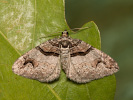Píďalka dřišťálová - Pareulype berberata