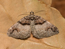 Píďalka dřišťálová - Pareulype berberata