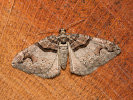 Píďalka dřišťálová - Pareulype berberata