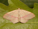 Žlutokřídlec janovcový - Rhodostrophia vibicaria