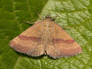 Zobonosec zelenavý - Phytometra viridaria
