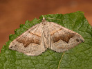 Vlnočárník janovcový - Scotopteryx moeniata