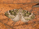 Píďalka olivová - Colostygia olivata